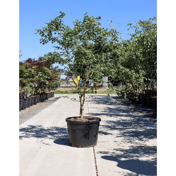 Japansk lönn - Acer palmatum 200-250 MS CONT